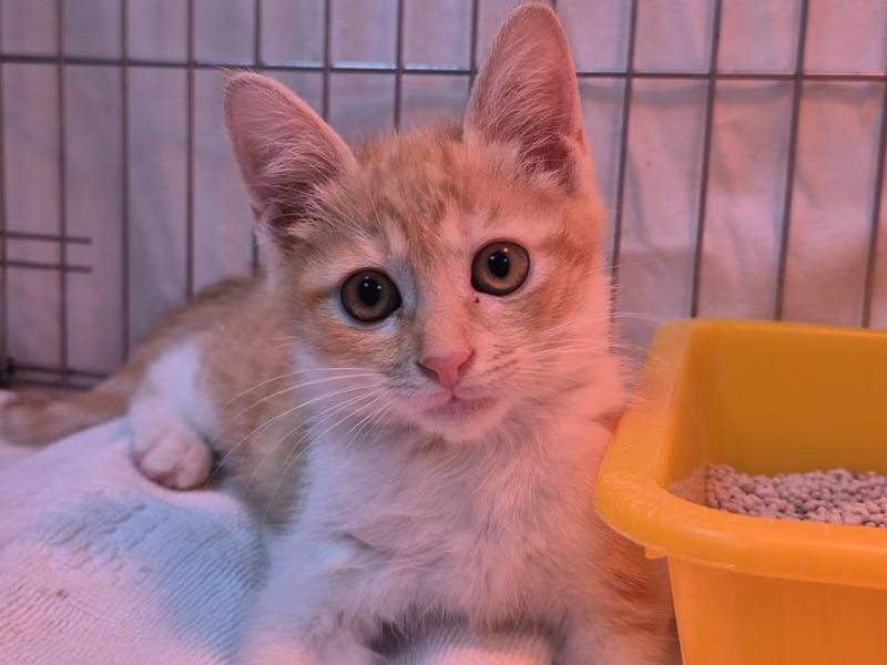 Orange-and-white young male mixed-breed cat, Small, shelter no. …3007