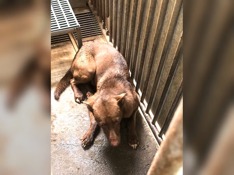 Perro mestizo macho adulto (marrón), Mediano, refugio n.º …8003