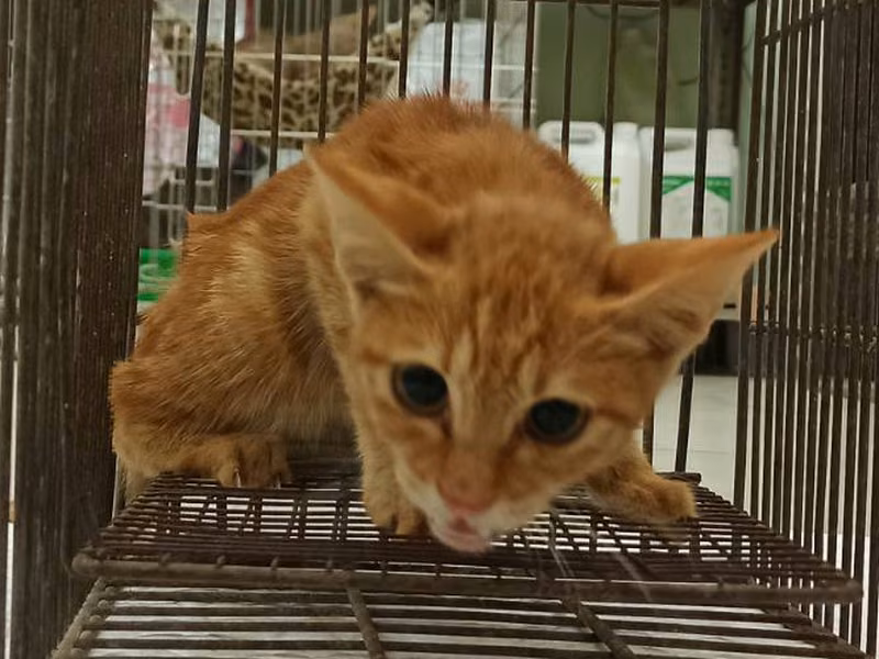 Orange tabby young female mixed-breed cat, Small, shelter no. …4C03
