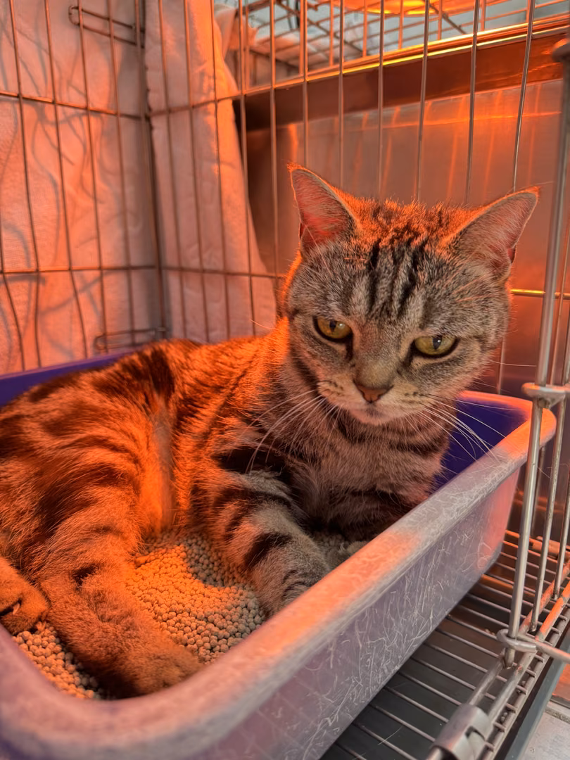 Black tabby adult female American Shorthair, Small, shelter no. …1001
