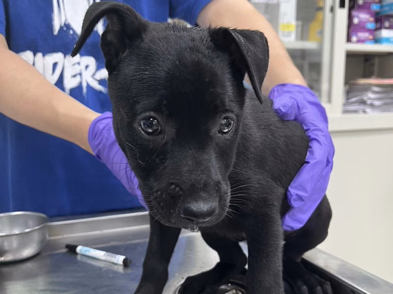 Black young female mixed-breed dog, Small, shelter no. …6002