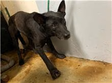 Black adult female mixed-breed dog, Medium, shelter no. …2608