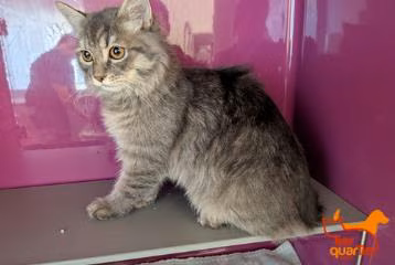 Domestic Longhair (Babae, Bata, abuhin at may guhit), blg. ng shelter …4322
