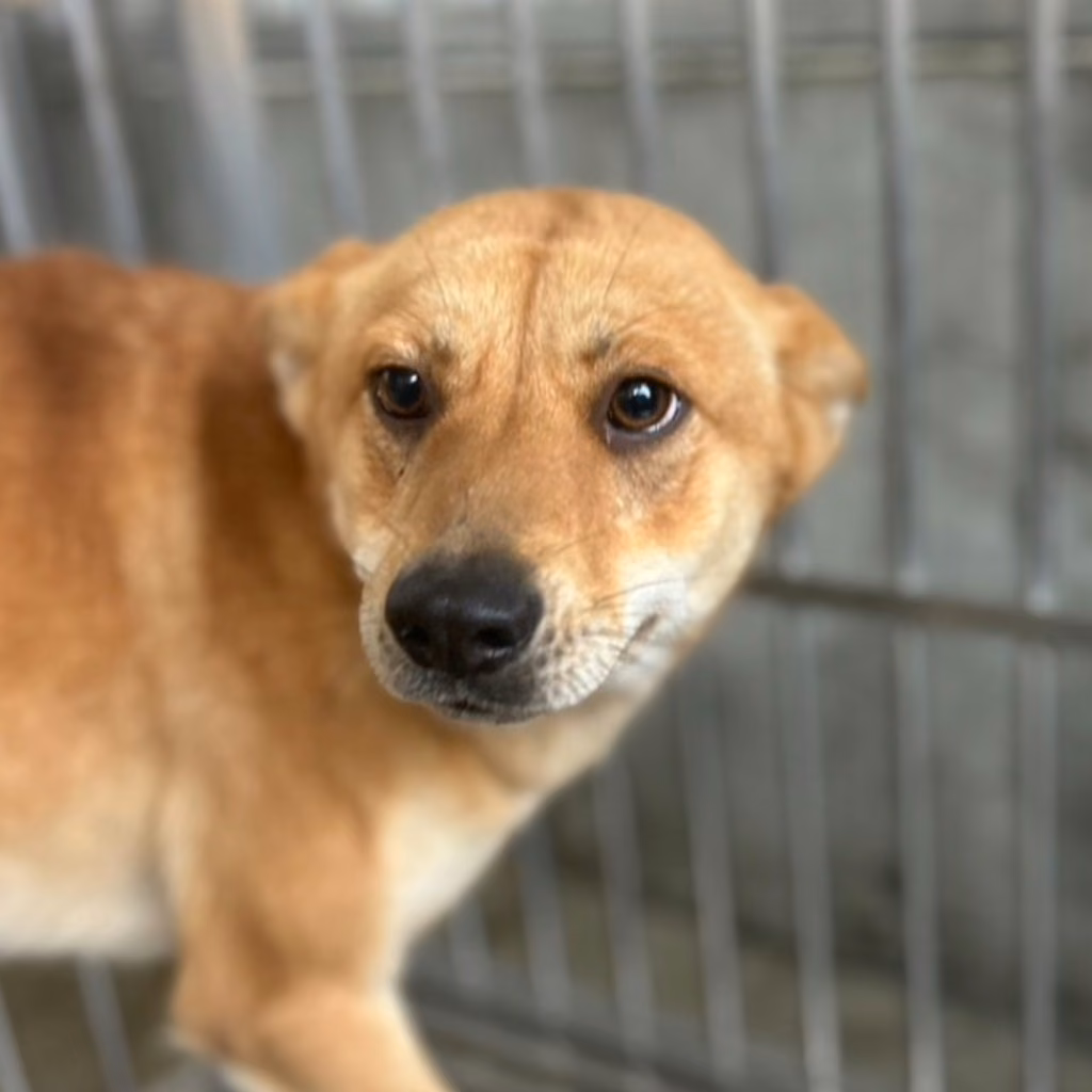 Tan adult female mixed-breed dog, Medium, shelter no. …3023