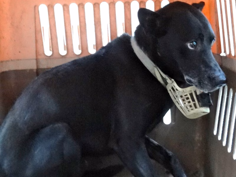 Black adult male mixed-breed dog, Large, shelter no. …0944