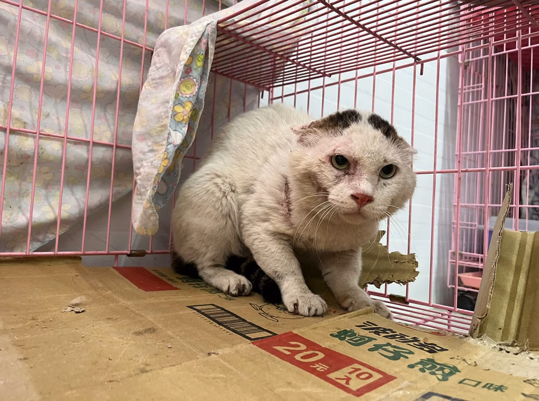 Tabby-and-white adult male mixed-breed cat, Medium, shelter no. …1905