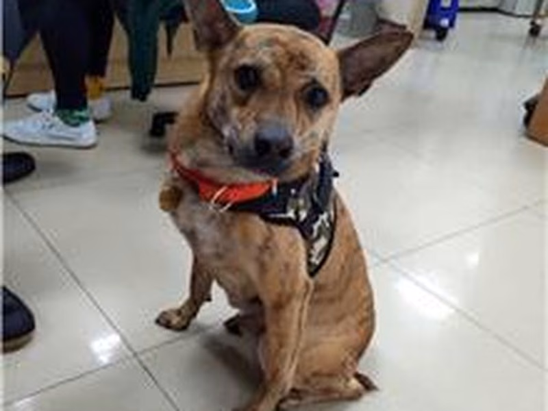Tabby adult male mixed-breed dog, Medium, shelter no. …0301