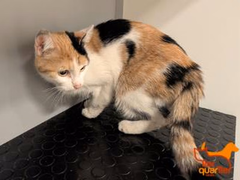 Adult female European Shorthair, shelter no. …4339