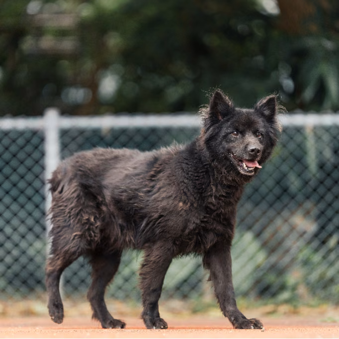 Black adult male mixed-breed dog, Small, shelter no. …2905