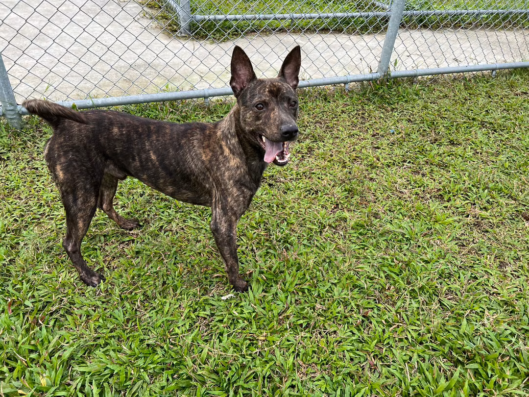 Tabby adult male mixed-breed dog, Medium, shelter no. …2103