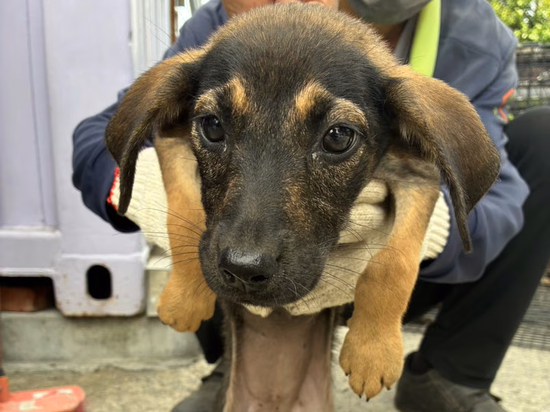 Black-and-tan young female mixed-breed dog, Small, shelter no. …7011