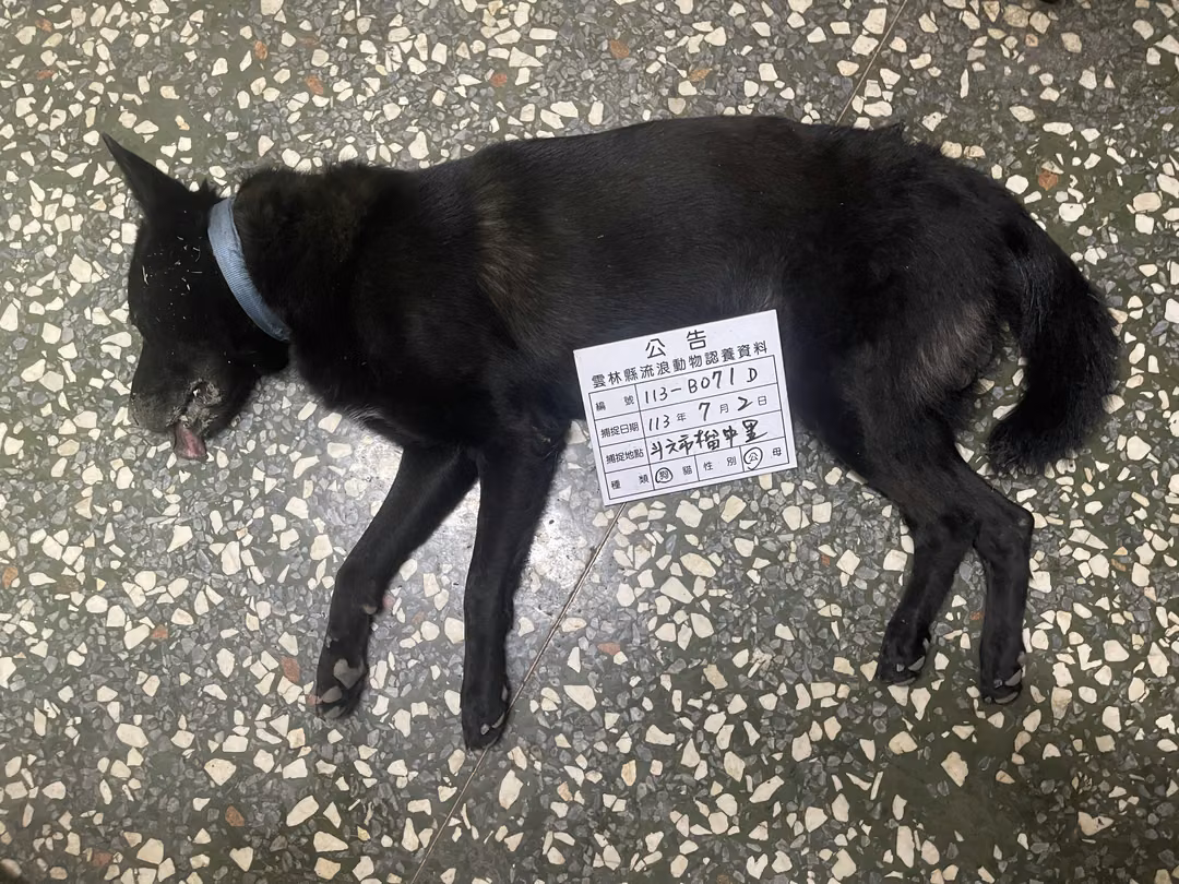 Black adult male mixed-breed dog, Large, shelter no. …071D