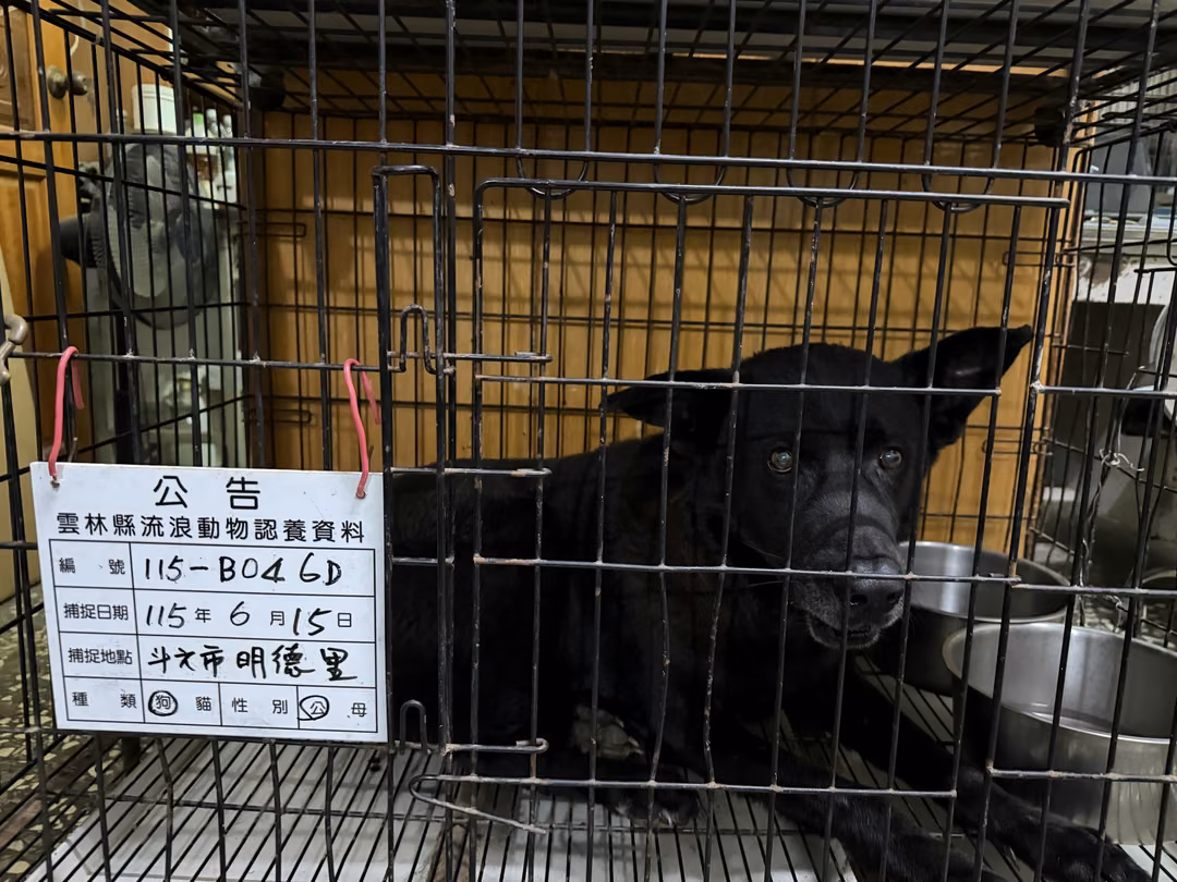 Black adult male mixed-breed dog, Large, shelter no. …046D