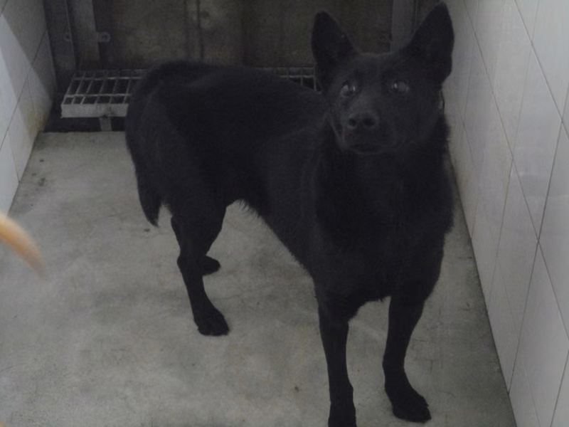 Black adult female mixed-breed dog, Medium, shelter no. …0804