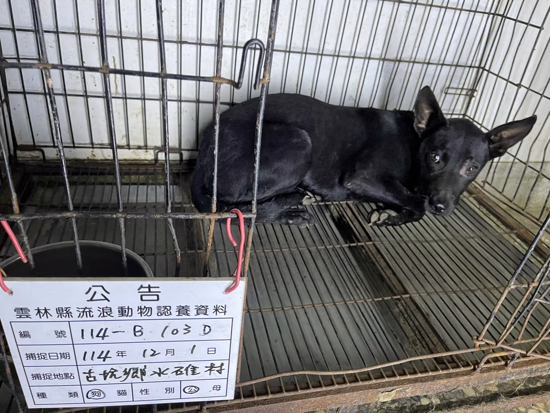 Black adult male mixed-breed dog, Large, shelter no. …103D
