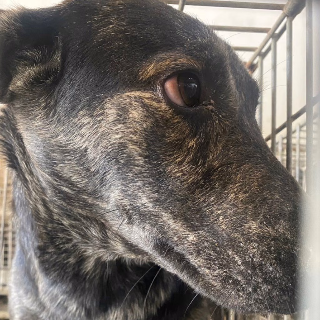 Tabby adult male mixed-breed dog, Medium, shelter no. …1-02