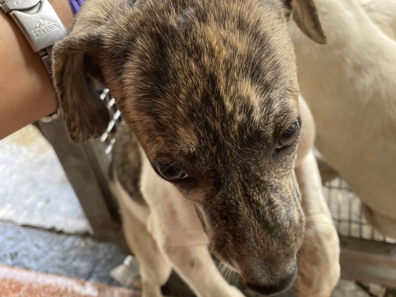 Adult female mixed-breed dog, Medium, shelter no. …2-07
