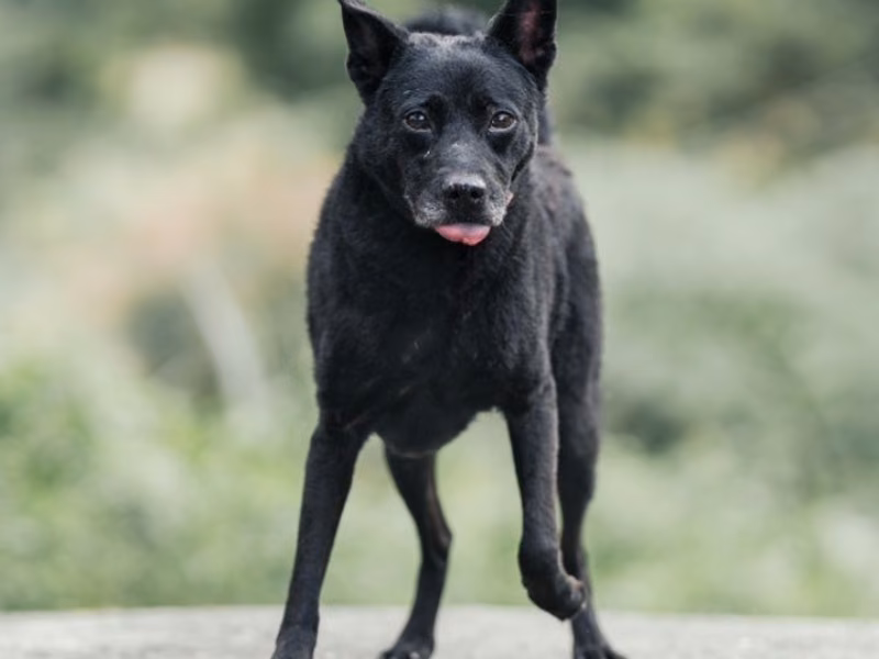 Black adult male mixed-breed dog, Medium, shelter no. …0028