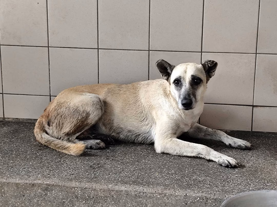 Tan adult female mixed-breed dog, Large, shelter no. …1303