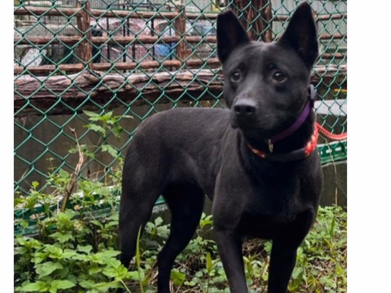 Black adult female mixed-breed dog, Medium, shelter no. …0001