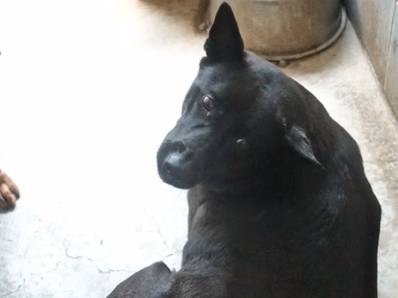 Black adult male mixed-breed dog, Large, shelter no. …1031