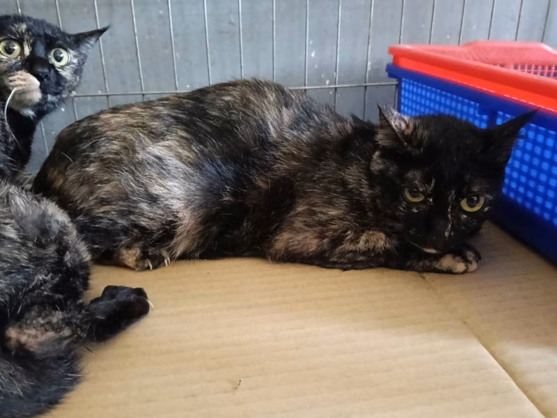 Adult female mixed-breed cat, Medium, shelter no. …8002