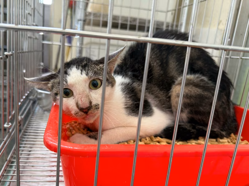 Pusang halo ang lahi (Lalaki, Matanda na, itim at puti), Katamtaman, blg. ng shelter …0004