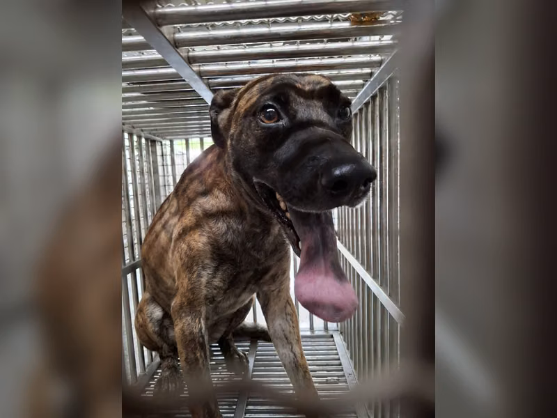 Perro mestizo macho adulto (atigrado), Mediano, refugio n.º …6-06