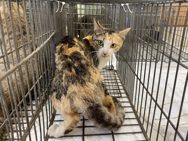 Calico adult female mixed-breed cat, Small, shelter no. …3C03