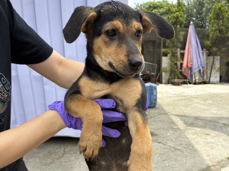 Black-and-tan young female mixed-breed dog, Small, shelter no. …8009