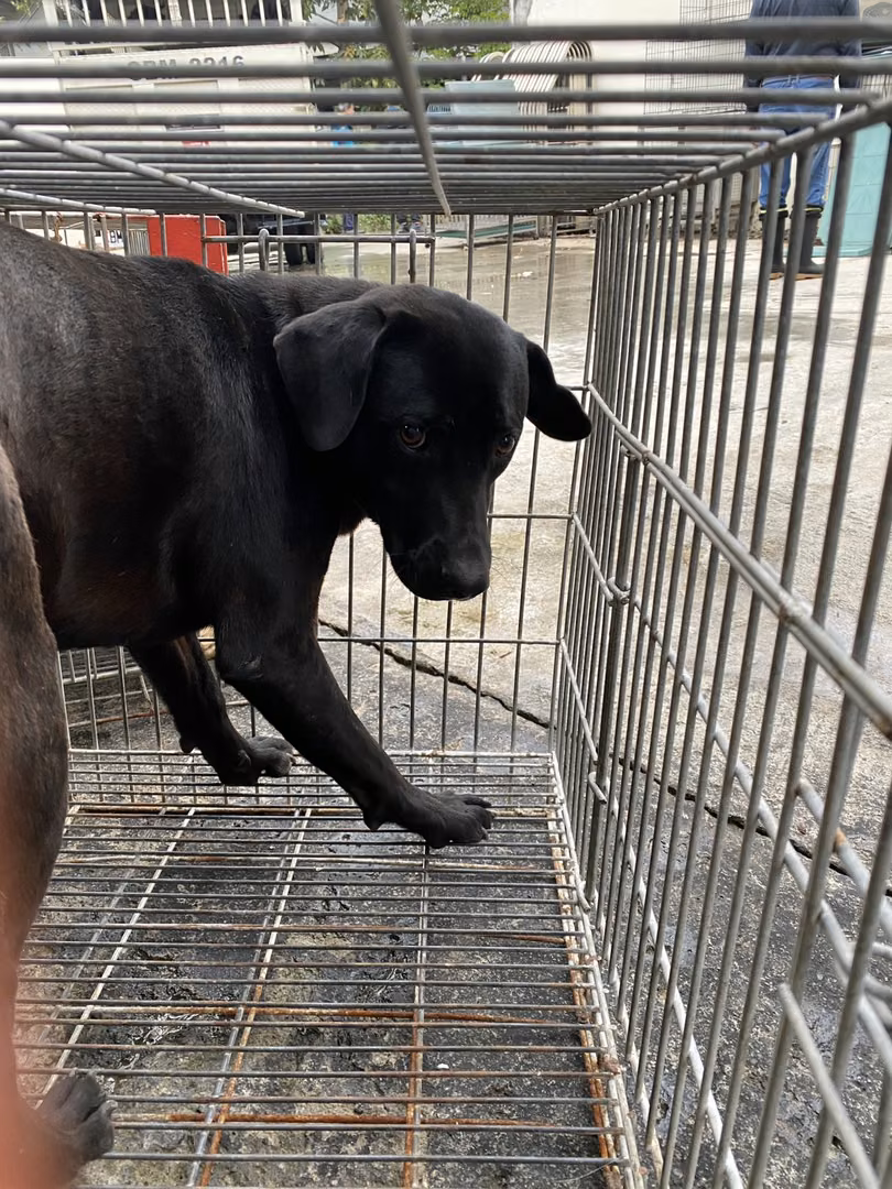 Black adult male mixed-breed dog, Medium, shelter no. …0-25