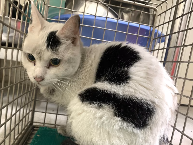 Black-and-white adult female mixed-breed cat, Small, shelter no. …0207