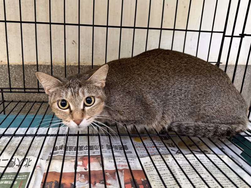 Tabby adult female mixed-breed cat, Medium, shelter no. …2002