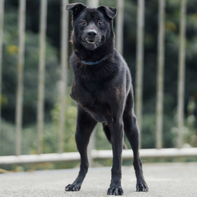 Black adult male mixed-breed dog, Medium, shelter no. …5001