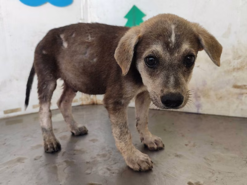 Tan young male mixed-breed dog, Medium, shelter no. …0610