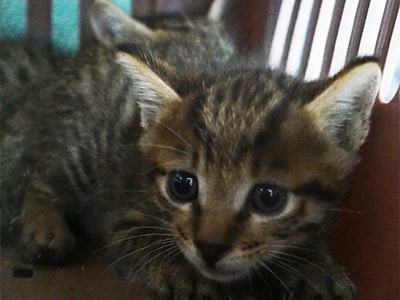 Tabby young mixed-breed cat, Small, shelter no. …0809