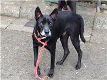 Black adult male mixed-breed dog, Medium, shelter no. …1102