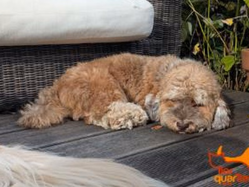 Male Havanese, shelter no. …4363