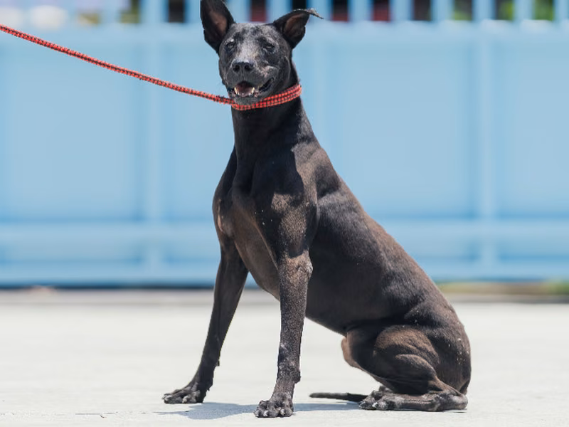 Black adult female mixed-breed dog, Small, shelter no. …6005