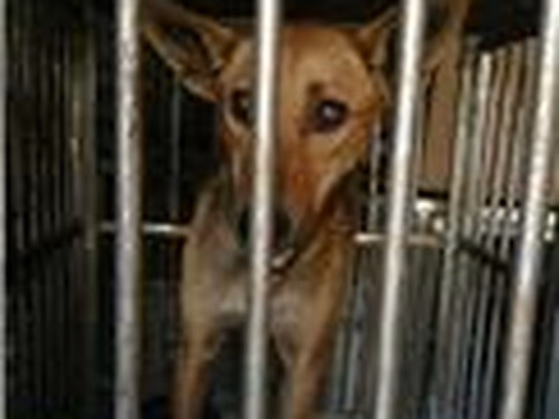 Tan adult female mixed-breed dog, Large, shelter no. …023D