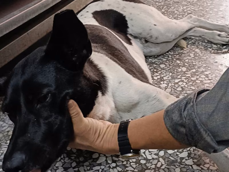Black-and-white adult male mixed-breed dog, Large, shelter no. …007D