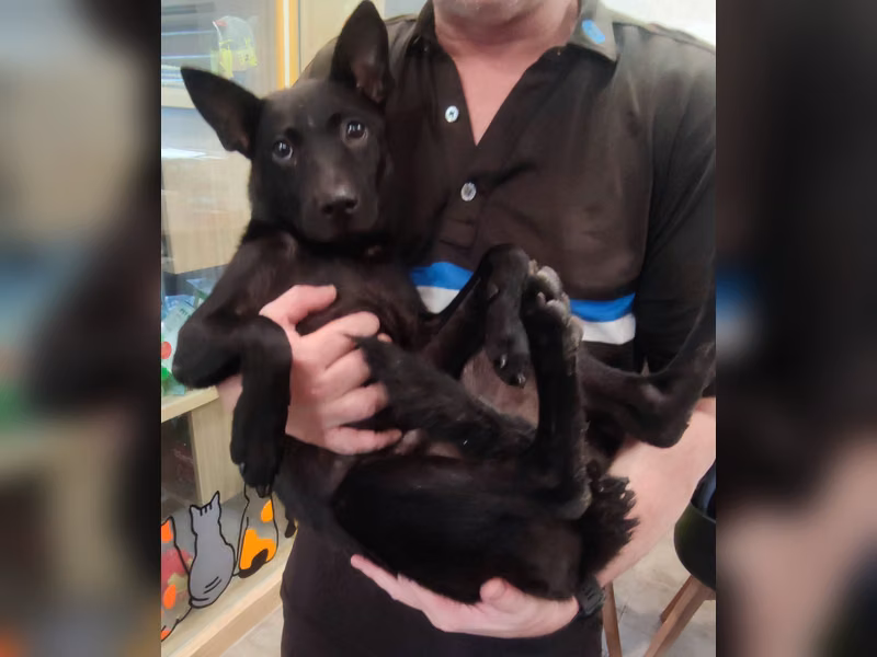 Black young female mixed-breed dog, Medium, shelter no. …2001
