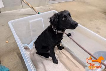 Black young male mixed-breed dog, shelter no. …4371