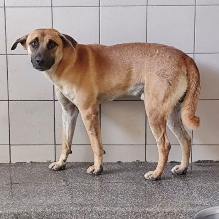 Tan adult male mixed-breed dog, Large, shelter no. …2606