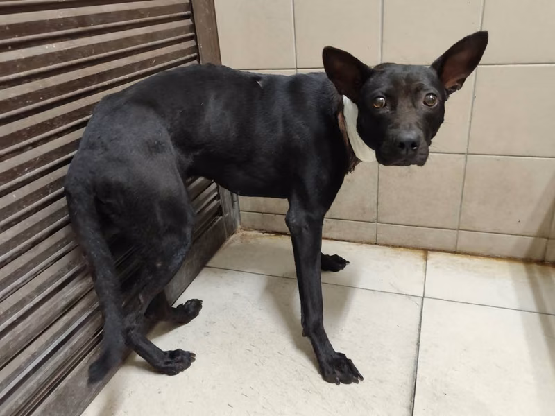 Black adult male mixed-breed dog, Large, shelter no. …0901