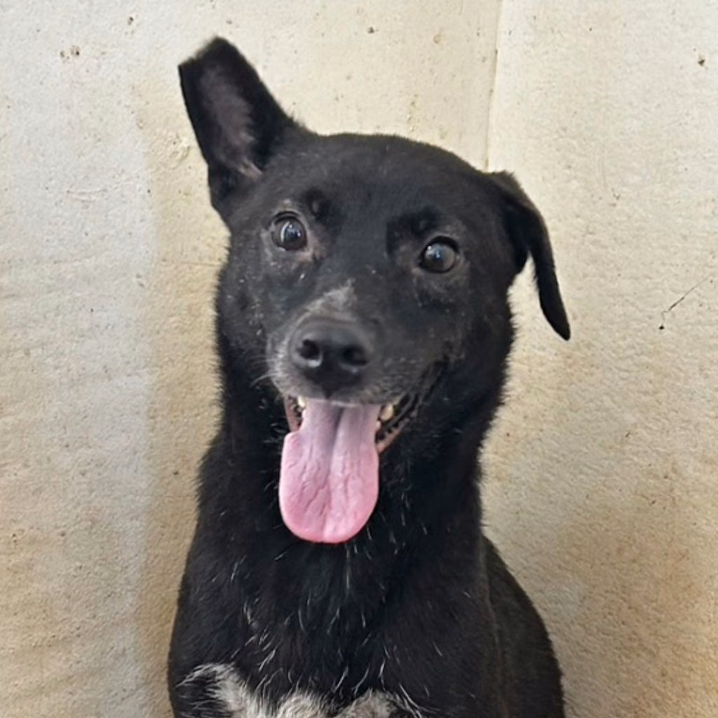 Black adult female mixed-breed dog, Large, shelter no. …2004