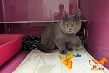 Gray young male British Shorthair, shelter no. …4199