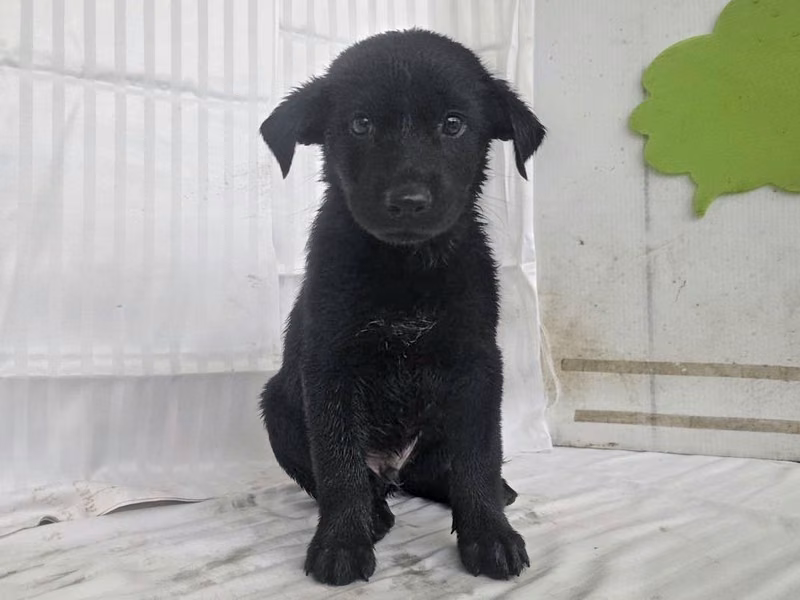 Black young male mixed-breed dog, Small, shelter no. …2406