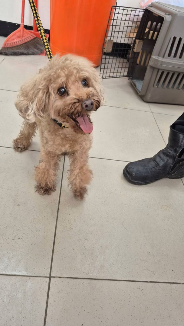 poodle (Lalaki, Matanda na, kayumanggi), Maliit, blg. ng shelter …7001