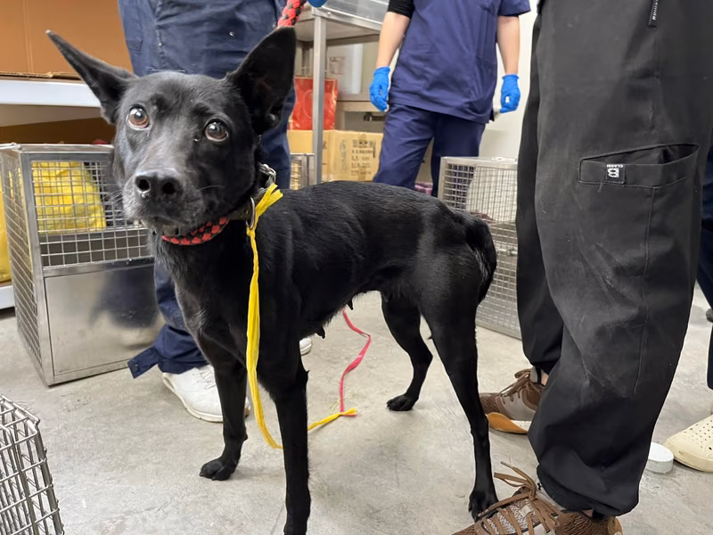 Black adult female mixed-breed dog, Medium, shelter no. …2203
